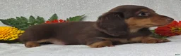 Miniature Dachshund dogs for sale: Judson - Ad 6