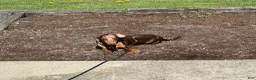 Miniature Dachshund dogs for sale: Miniature Dachshund Puppy 1 - Ad 7