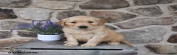 Golden Retriever dogs for sale: Missy - Ad 3
