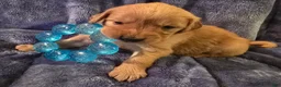 Golden Retriever dogs for sale: Pink Girl - Ad 2