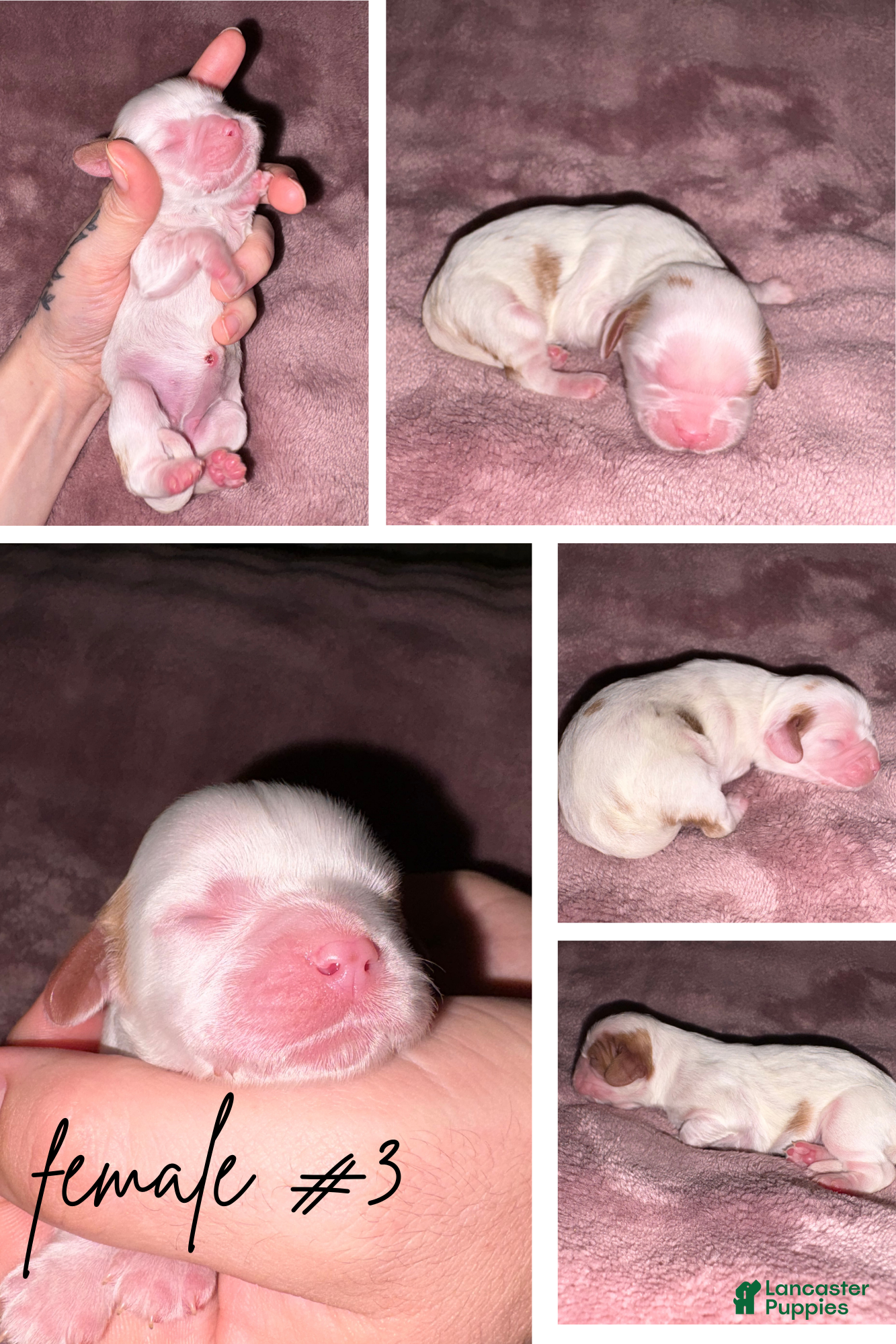 Cavalier King Charles Spaniel dogs Cavalier King Charles Spaniel Puppy 5 - Ad 33