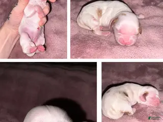 Cavalier King Charles Spaniel dogs Cavalier King Charles Spaniel Puppy 5 - Ad 33