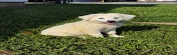 Great Pyrenees dogs for sale: Grace - Ad 3