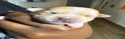 Chihuahua dogs for sale: Cream w/ spotted nose female - Ad 3