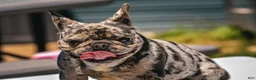 French Bulldog dogs for stud: Merle - Ad 3