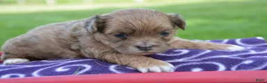 Sheila Shihpoo 2