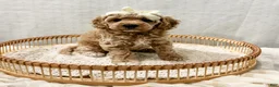 Cavapoo dogs for sale: Summer - Ad 3
