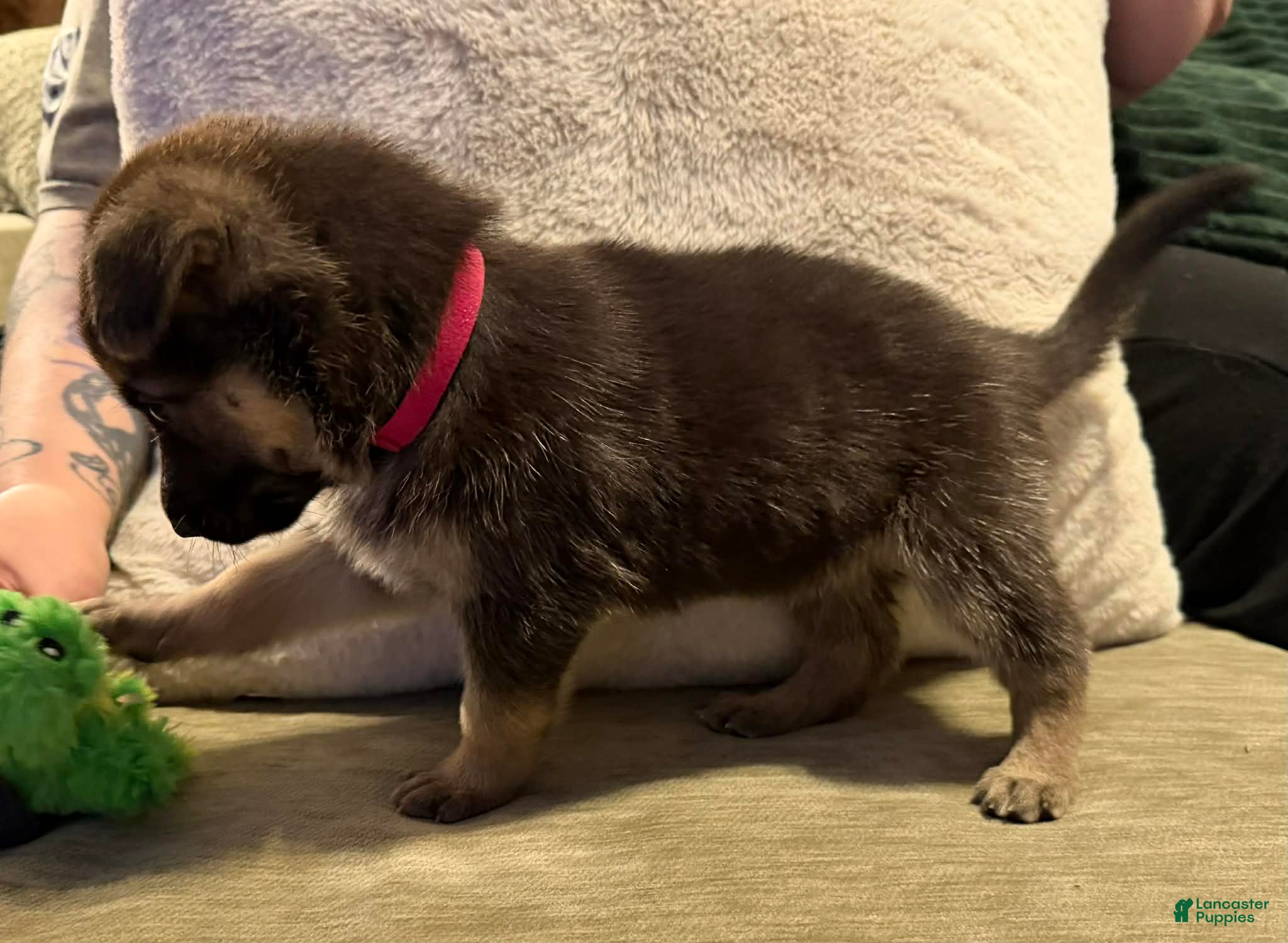 German Shepherd dogs German Shepherd Puppy 3 - Ad 7