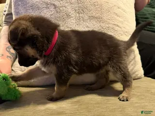 German Shepherd dogs German Shepherd Puppy 3 - Ad 7