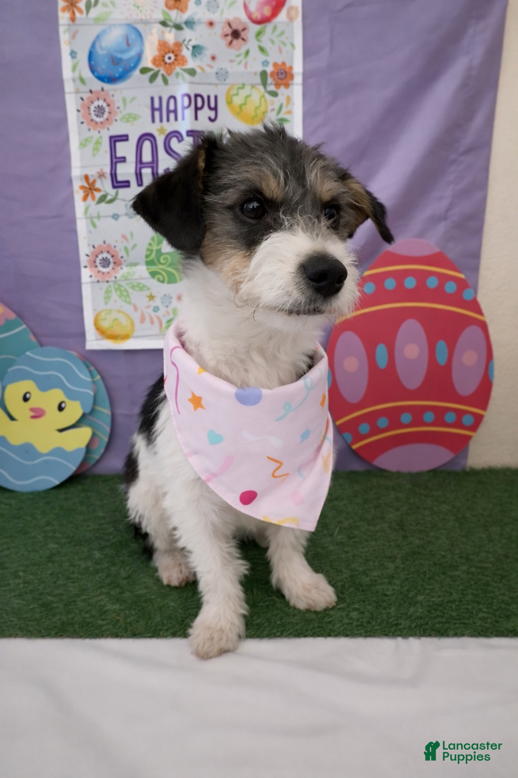 Jack Chi dogs Daisy  - Ad 1