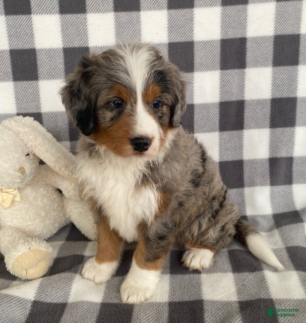 Mini Bernedoodle dogs Ollie- mini/medium - Ad 1
