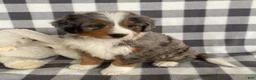 Mini Bernedoodle dogs for sale: Ollie- mini/medium - Ad 1