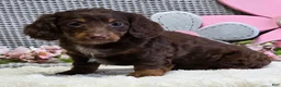 Miniature Dachshund dogs for sale: Erin - Ad 2