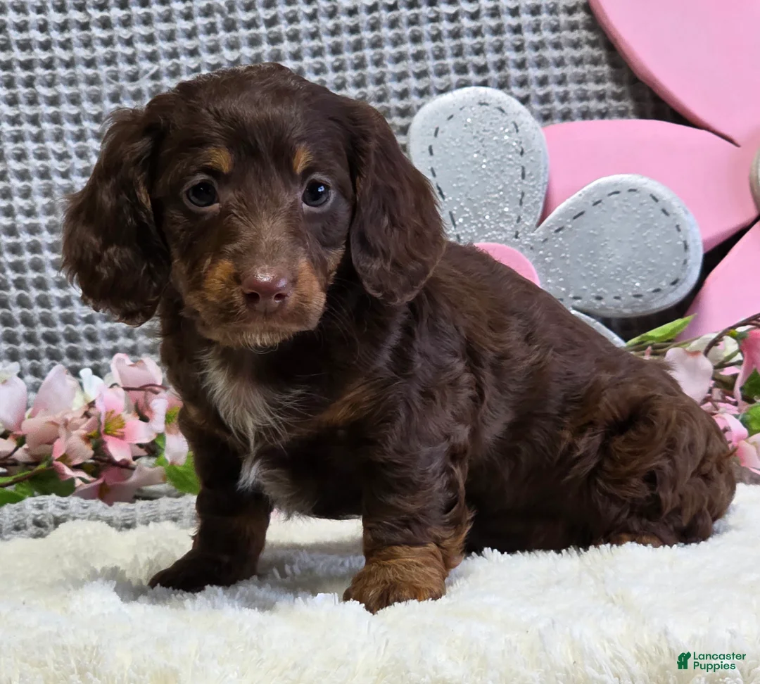Miniature Dachshund dogs for sale: Erin - Ad 2