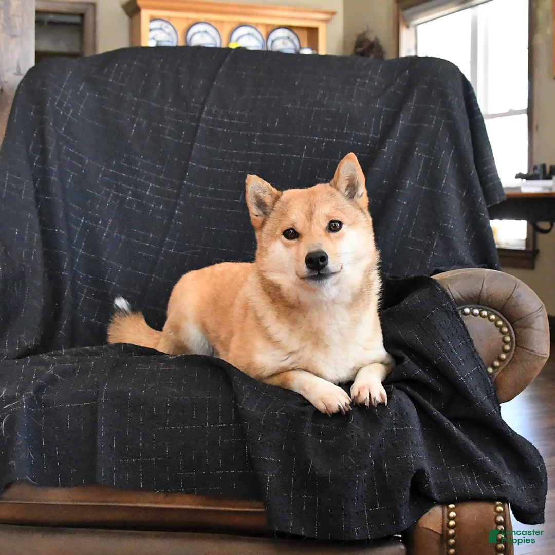 Shiba Inu dogs for sale: Zakota - Ad 6
