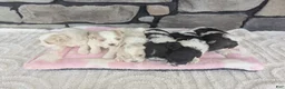 Havanese dogs for sale: Max - Ad 4