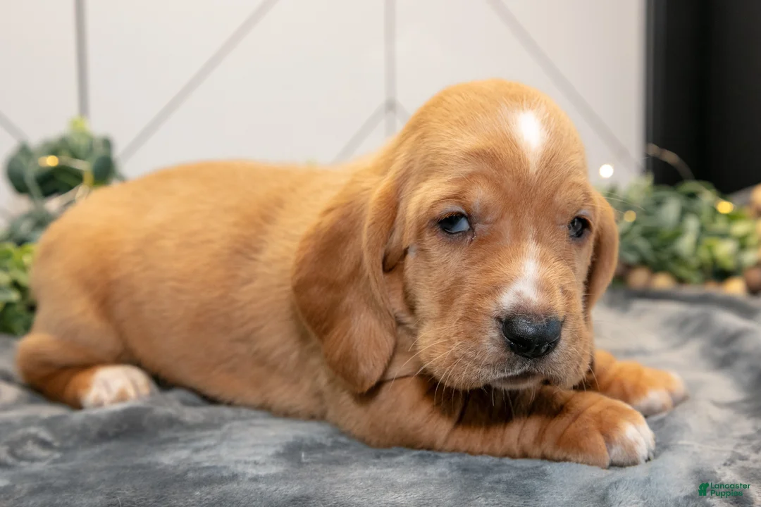 Basset Hound dogs for sale: Diesel - Ad 3