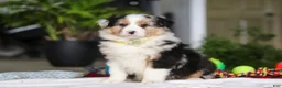 Australian Shepherd dogs for sale: Dreamer - Ad 7