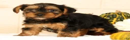 Yorkshire Terrier dogs for sale: Autumn - Ad 6