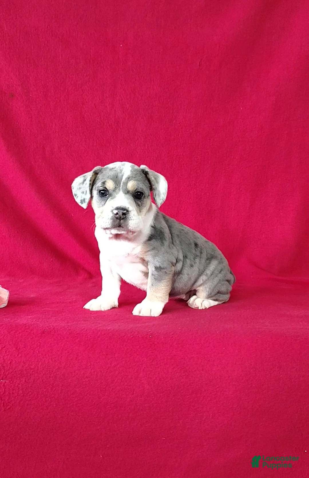 Beabull dogs for sale: Samantha - Ad 1