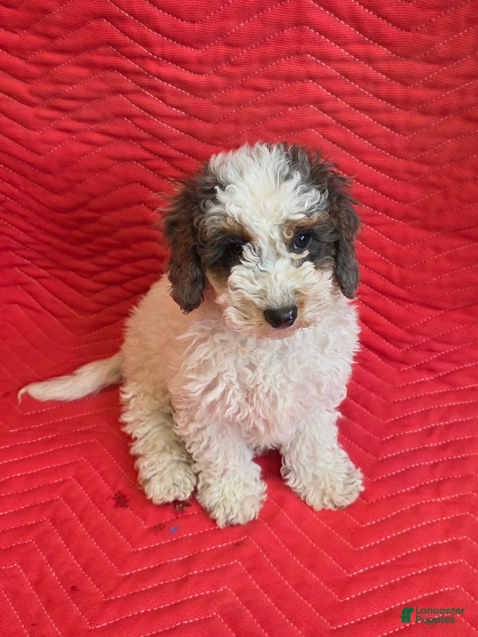 Mini Goldendoodle dogs Juno - Ad 22