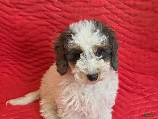 Mini Goldendoodle dogs Juno - Ad 22