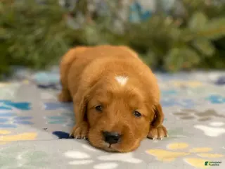 Mixed Breed dogs Sunset - Ad 8