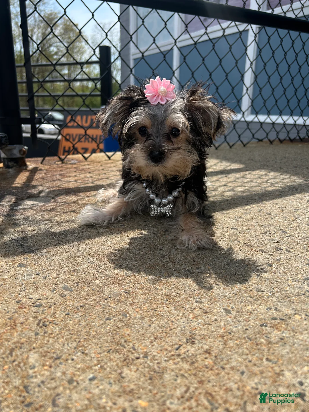 Morkie dogs for sale: Morkie Puppy 2 - Ad 2