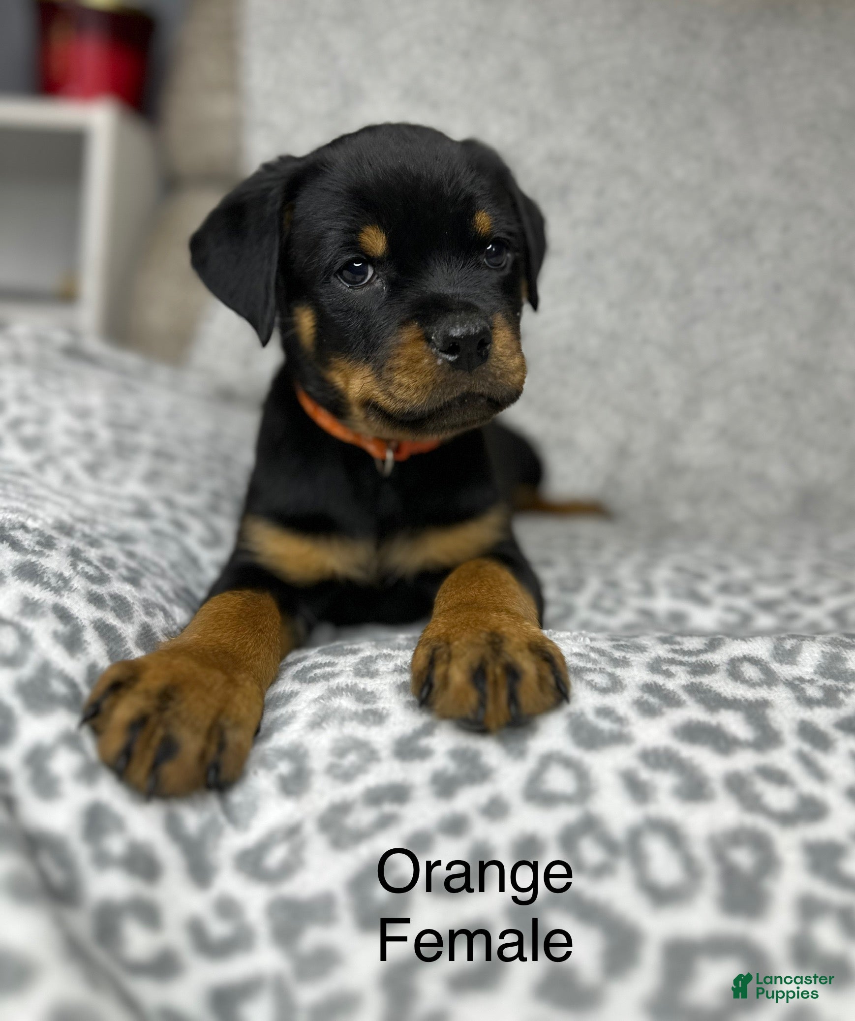 Rottweiler dogs Orange female  - Ad 1
