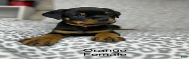 Orange female 