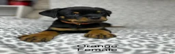 Rottweiler dogs for sale: Orange female  - Ad 1