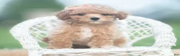 Toy Poodle dogs for sale: Elsie AKC - Ad 2