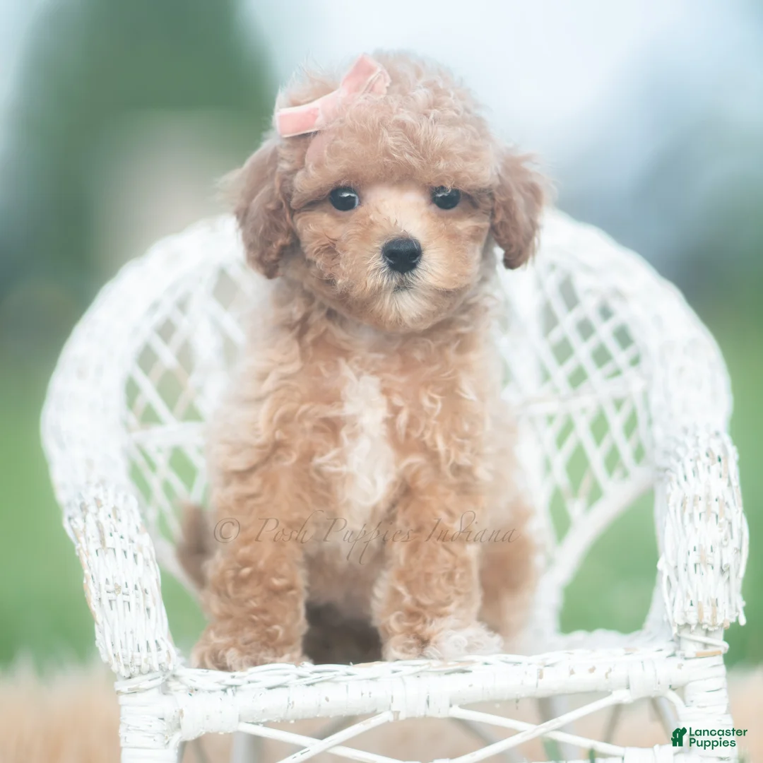 Toy Poodle dogs for sale: Elsie AKC - Ad 2
