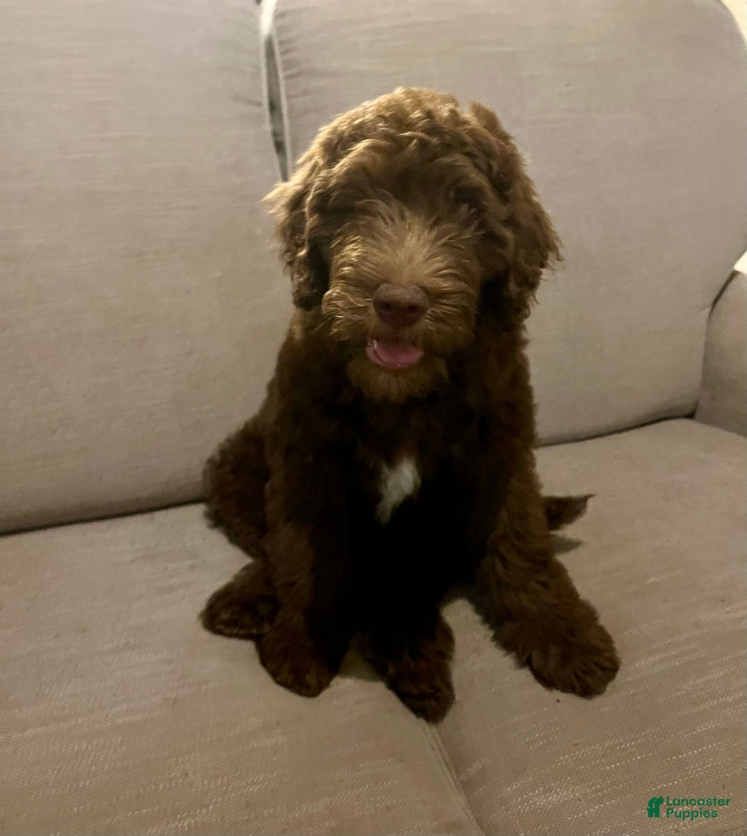 Mixed Breed dogs for sale: Doubledoodle Male Puppy - Ad 2