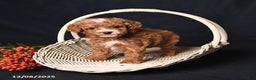 Toy Poodle dogs for sale: Tiny Easton - Ad 3