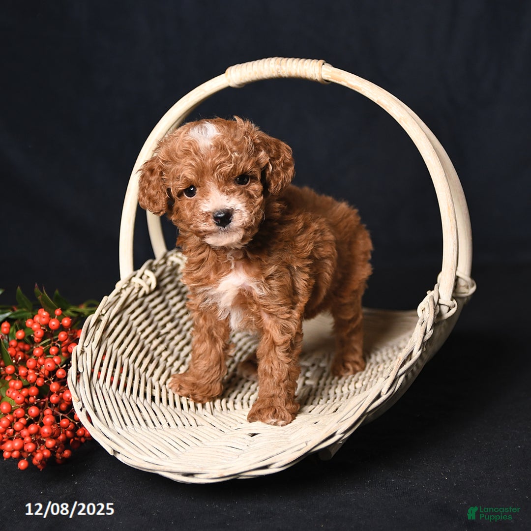 Toy Poodle dogs for sale: Tiny Easton - Ad 3