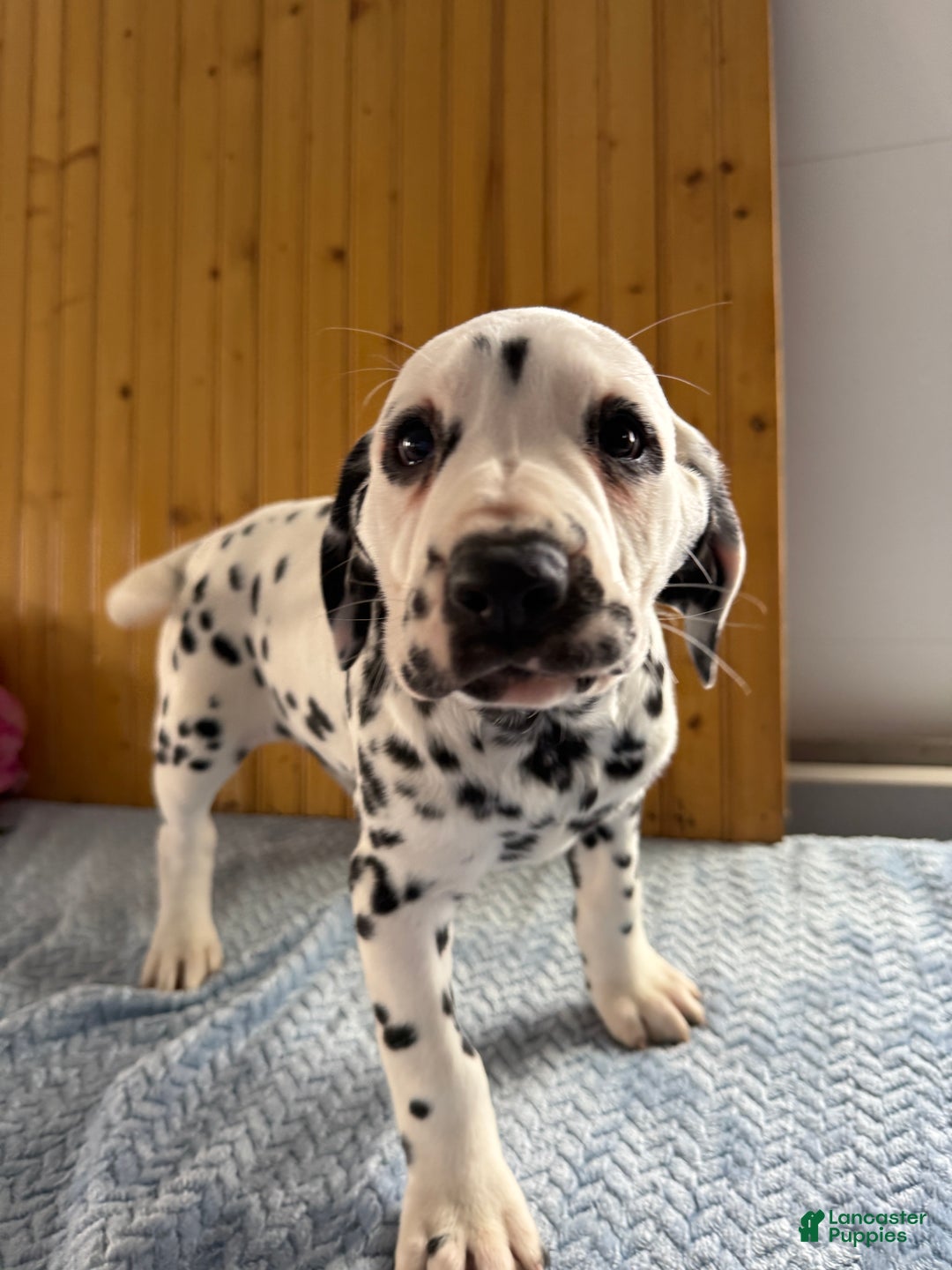 Dalmatian dogs for sale: Tessa - Ad 5