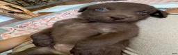 Chesapeake Bay Retriever dogs for sale: Chesapeake Bay Retriever 5 - Ad 7