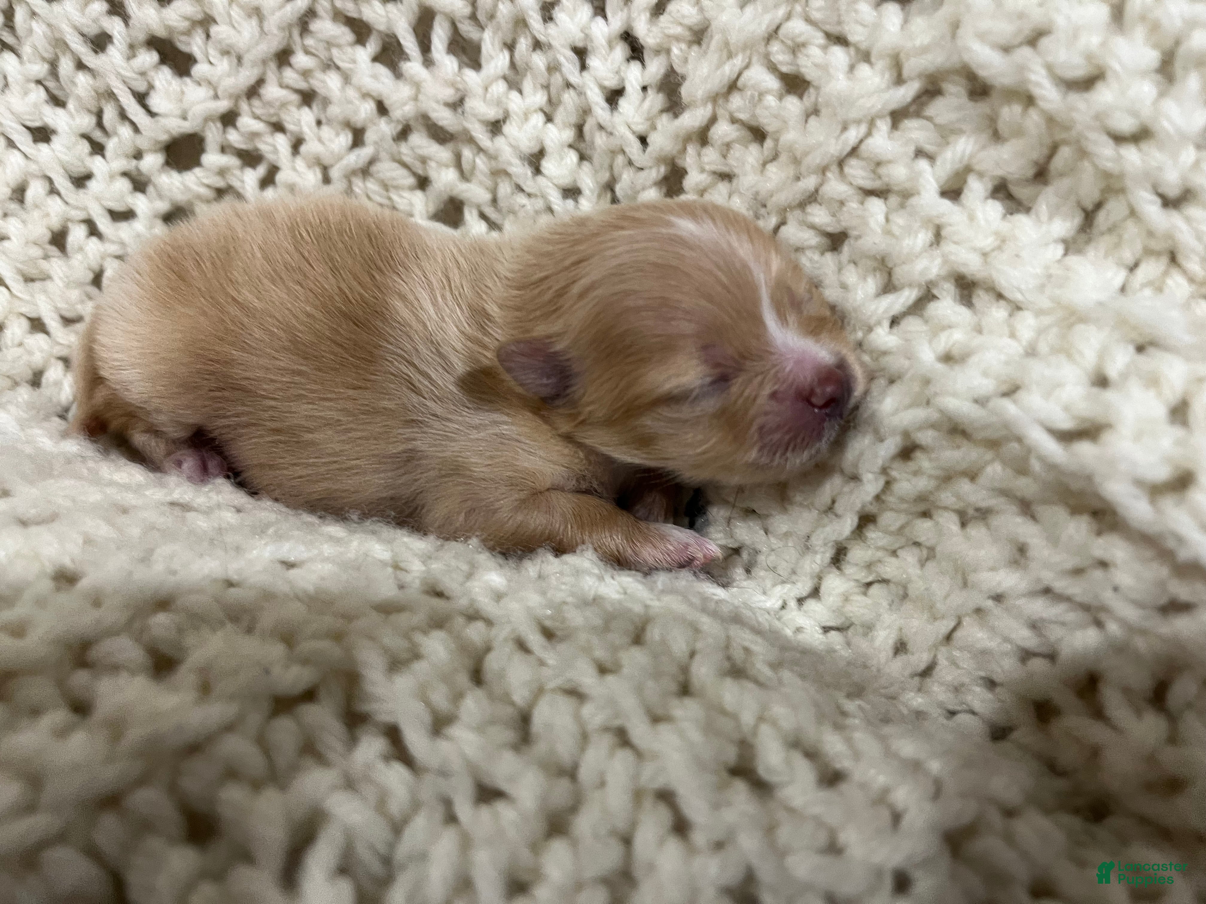 Pomeranian dogs Lola - Ad 2