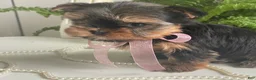 Yorkshire Terrier dogs for sale: Cali - Ad 7