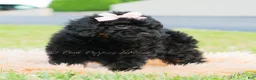 Toy Poodle dogs for sale: Hazel - Ad 4