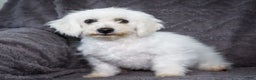 Bichon Frise dogs for sale: Jasper - Ad 5