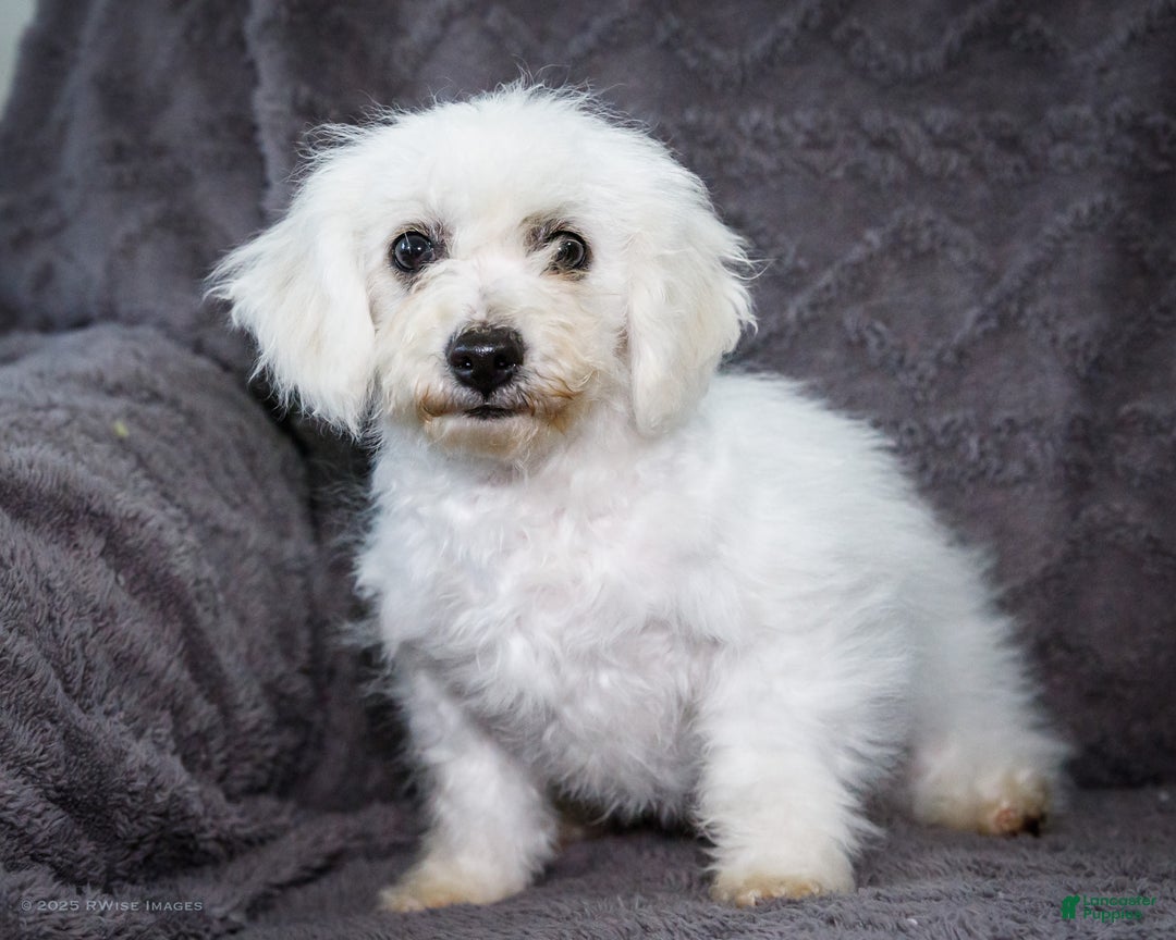 Bichon Frise dogs for sale: Jasper - Ad 5