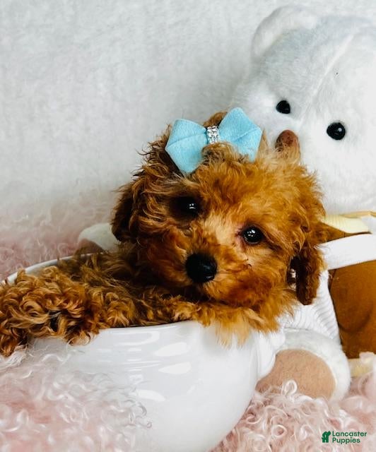Toy Poodle dogs Toy Poodle Puppy 2 - Ad 36