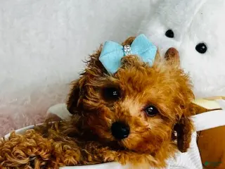 Toy Poodle dogs Toy Poodle Puppy 2 - Ad 36
