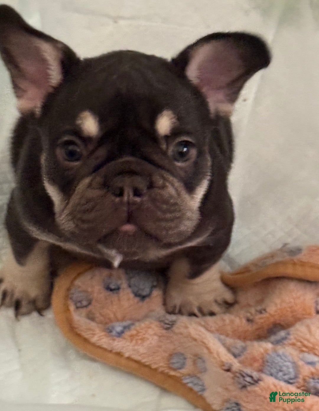French Bulldog dogs for sale: Dolce - Ad 1