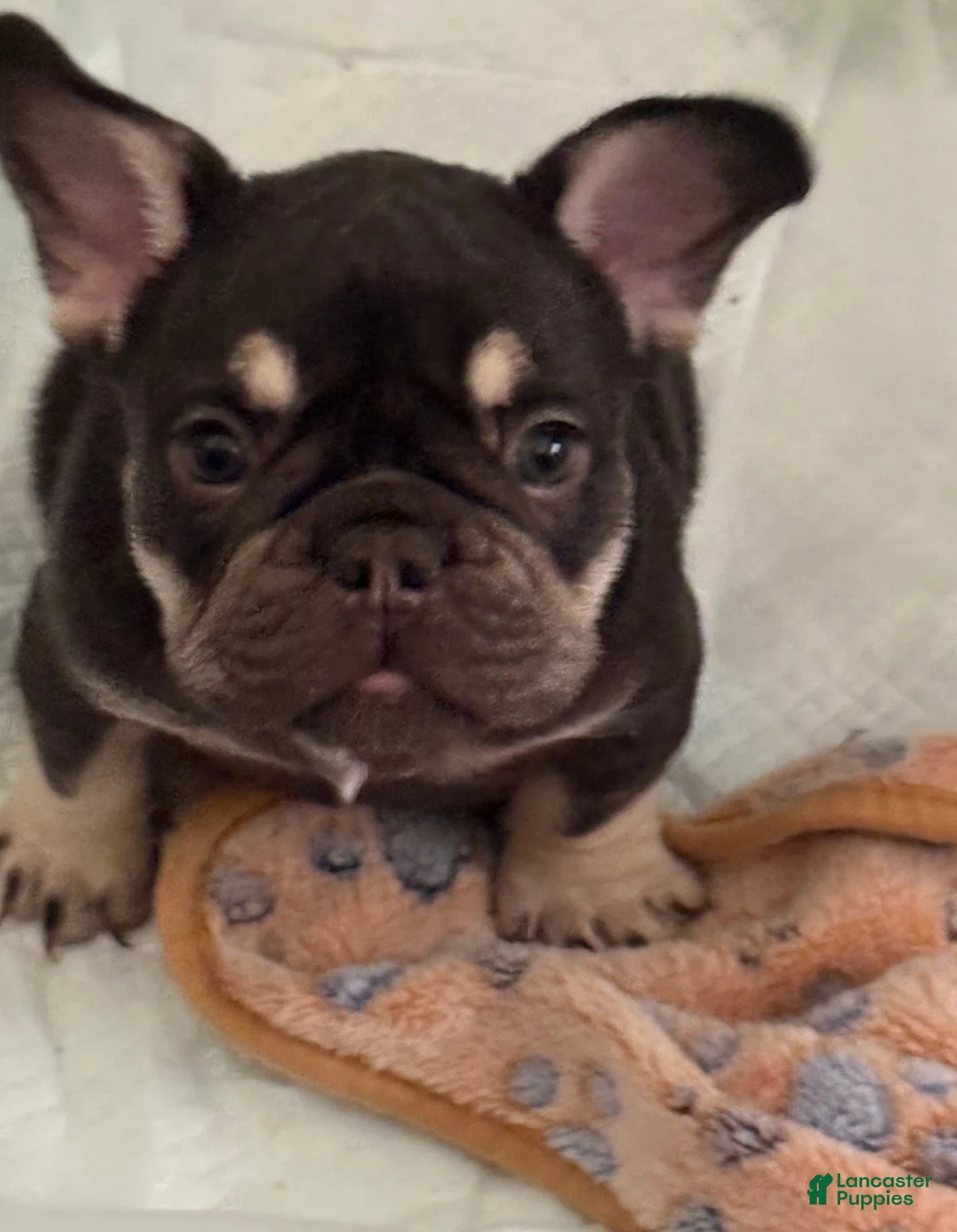 French Bulldog dogs for sale: Dolce - Ad 1