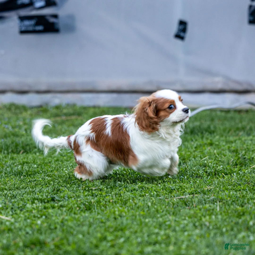 Cavalier King Charles Spaniel dogs for sale: Briar - Ad 2