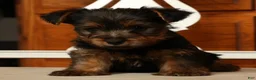 Yorkshire Terrier dogs for sale: Lonnie - Ad 7