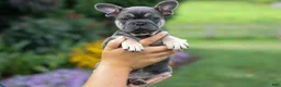 French Bulldog dogs for sale: Edison - Ad 4